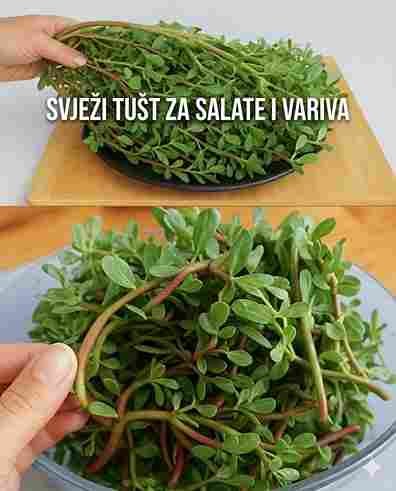 Imati ovu biljku u svom dvorištu je vrijednije od pronalaska novca