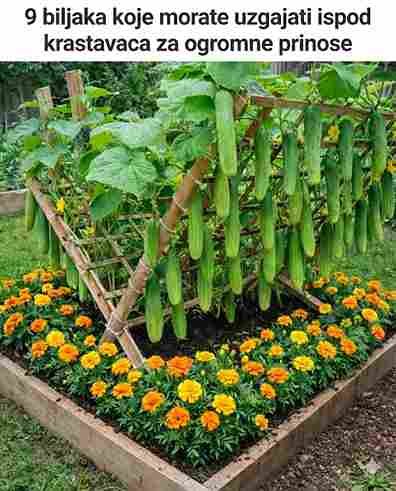 Vrtni Saveznici: Bolje Krastavce Uz Prave Pratioce