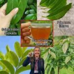 Čudesni ljekoviti tonik: Noni, lovor, guava i kurkuma