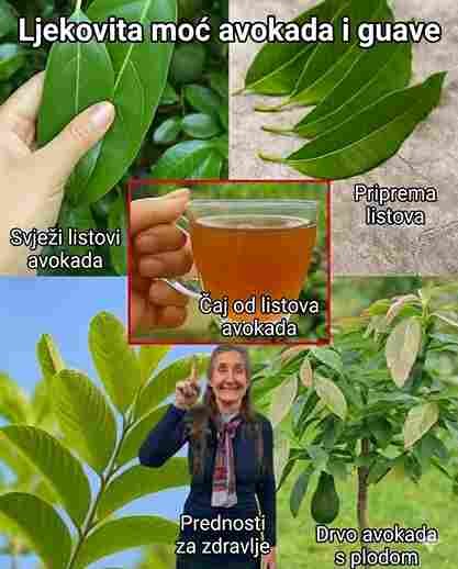 Čudesni ljekoviti tonik: Noni, lovor, guava i kurkuma