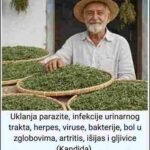 Najmoćnija ljekovita biljka koju većina ljudi ne koristi u punom kapacitetu