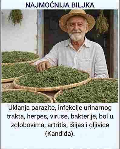 Najmoćnija ljekovita biljka koju većina ljudi ne koristi u punom kapacitetu