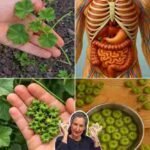 Skrivena moć obične sljezeve biljke: Neupadljivo čudo prirode 🌿