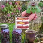 Purple Dead Nettle – Prednosti i upotreba ove iznenađujuće divlje biljke 🌿💜