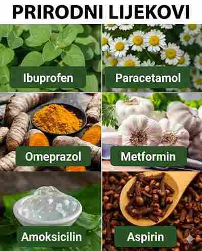 6 prirodnih biljaka za svakodnevno zdravlje ✨🌿