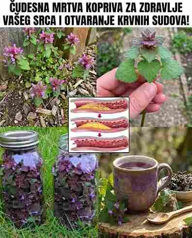 Purple Dead Nettle – Prednosti i upotreba ove iznenađujuće divlje biljke 🌿💜