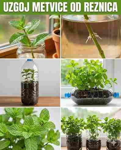 Uzgoj nane iz stabljike u plastičnim bocama: Ideje za viseći vrt