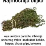 Najmoćnija biljka: Prirodni saveznik za vaše zdravlje