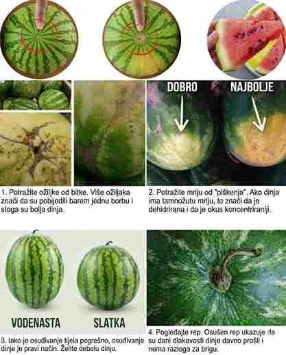 Kako odabrati savršenu lubenicu 🍉
