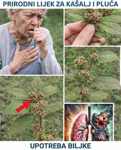 Ako imate ovaj list u svom dvorištu, zapravo imate pravo “zlato” 🌿✨