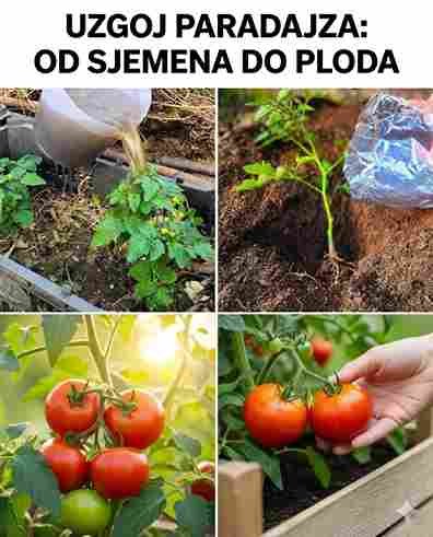 Kako postići rekordan prinos paradajza: Tajno đubrivo i savjeti za uzgoj