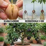 Prestani kupovati avokado: Nauči jednostavan način kako ga uzgajati kod kuće u saksiji 