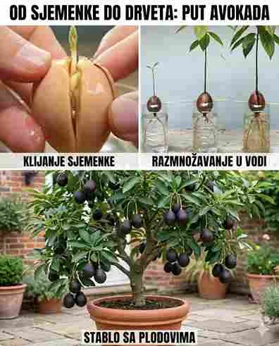 Prestani kupovati avokado: Nauči jednostavan način kako ga uzgajati kod kuće u saksiji 