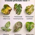 Brzi vodič za probleme s biljkama 🌿
