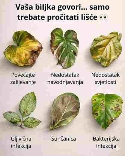 Brzi vodič za probleme s biljkama 🌿