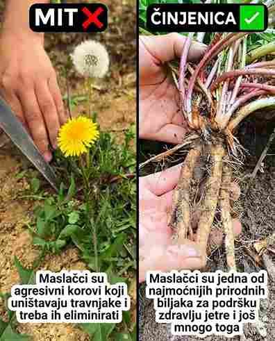 Prava Moć Maslačka – U Korijenu