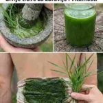 Ako imate ovaj list u svom dvorištu, zapravo imate zlato, a da toga niste ni svjesni! 🌿💛