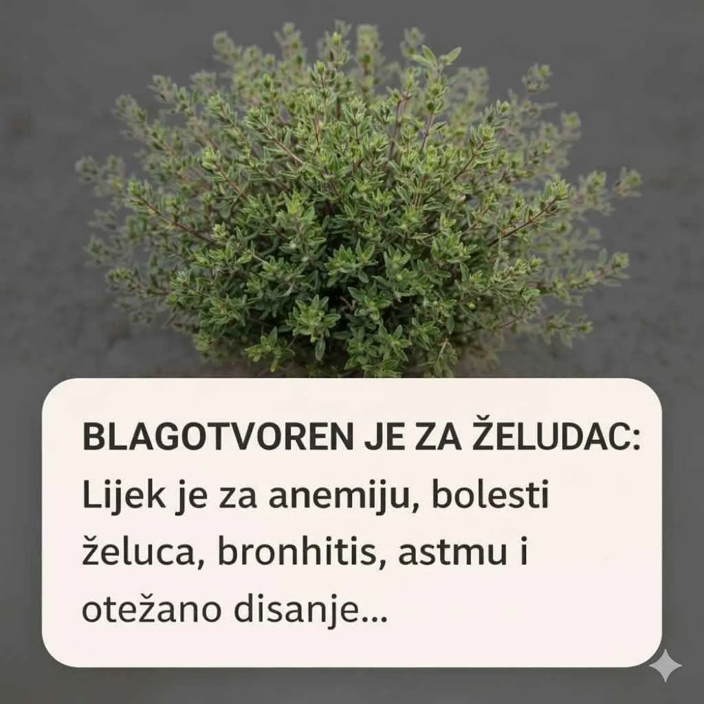 Biljka koja čuva želudac i pluća: Majčina dušica pomaže kod anemije, bronhitisa i otežanog disanja